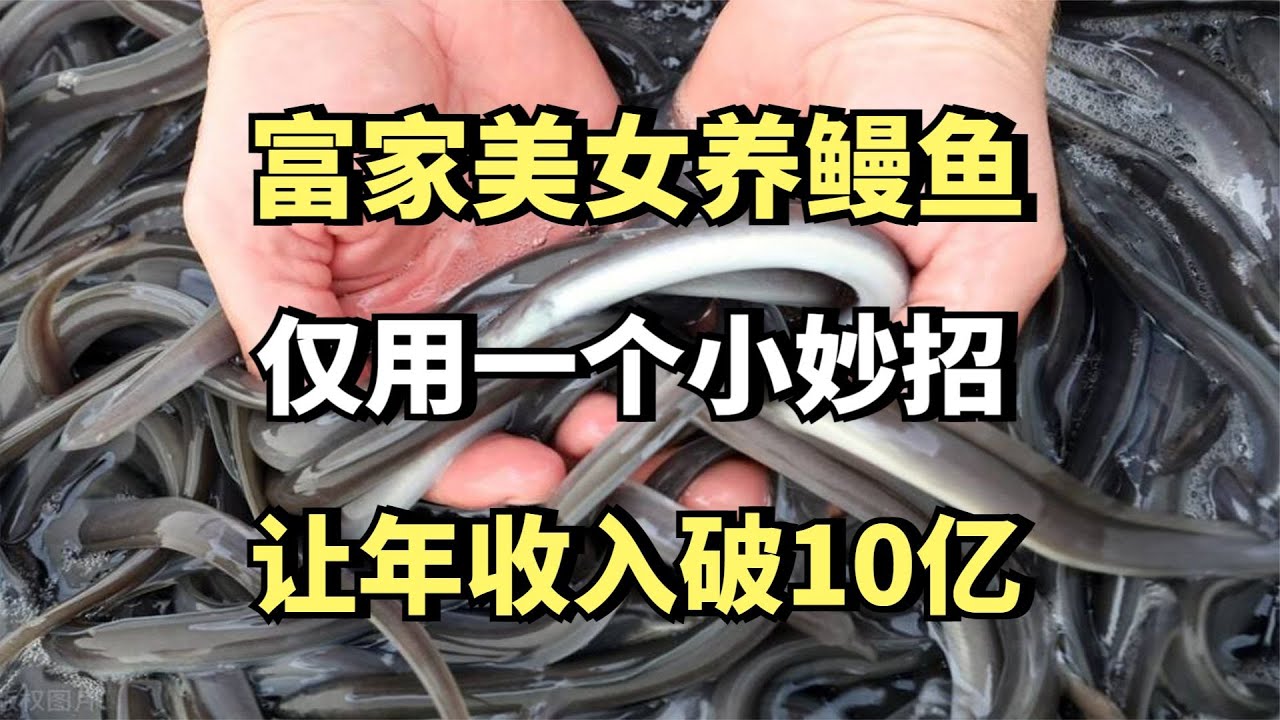 富家女接手父亲鳗鱼养殖场！仅用一个小妙招，让年收入破10个亿!