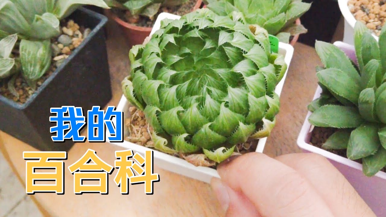 【威霖TV】介紹一下我有的百合科多肉植物Liliaceae