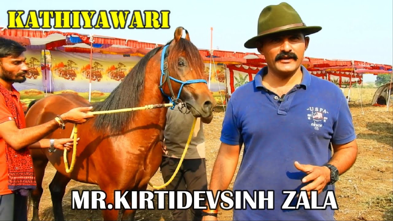 ALL ABOUT KATHIYAWARI HORSES || Enjoy the Interview By KIRTIDEVSINH ZALA