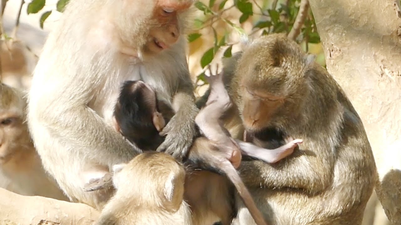 Baby Monkey 2020, Cute Baby Monkey