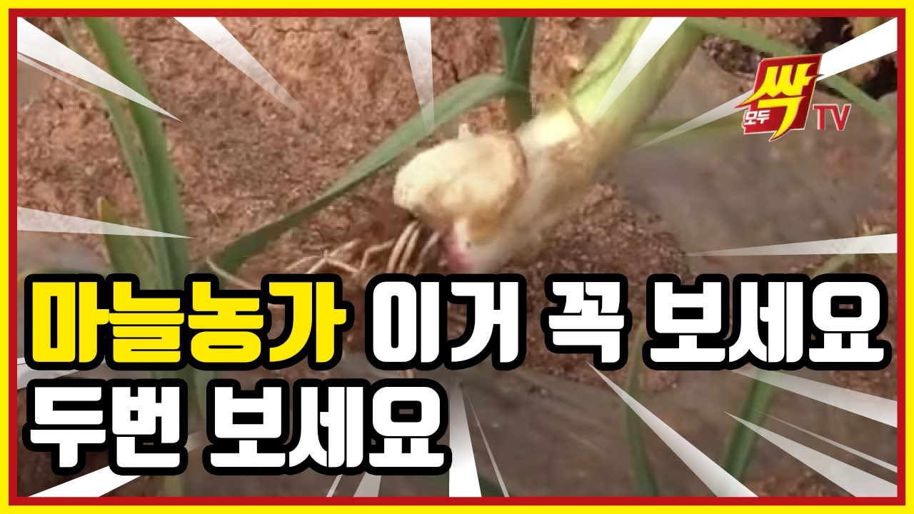 EP 103. 모두싹TV! MoDoo Ssak TV!  [Garlic] 마늘농가 필수영상! 월동전 모두싹 쳐야 봄 성장이 빨라진다! 마늘 최고수확 농가 비법!