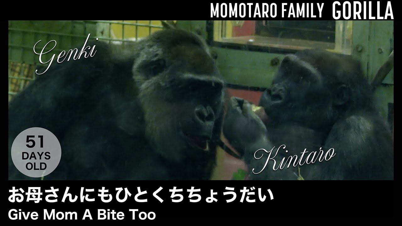 Дай Маме Тоже Кусочек – Весёлая семья горилл в Zoo Kyoto, Т. 62