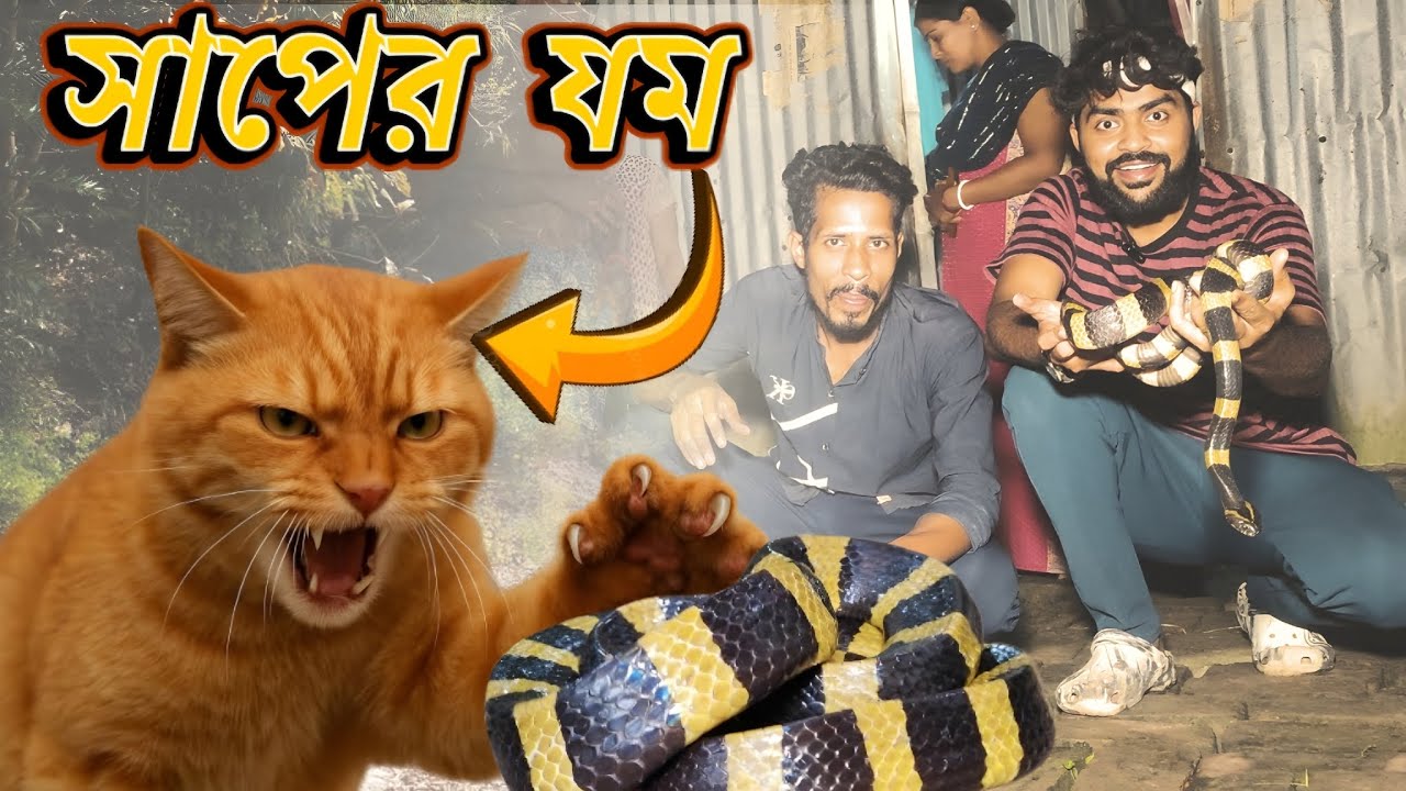 ঘর থেকে সাপ তাড়ানোর বিনা পয়সার ওষুধ আনুন আজই | শঙ্খিনী সাপের ভয়ে তটস্থ পরিবার! Banded Krait Snake