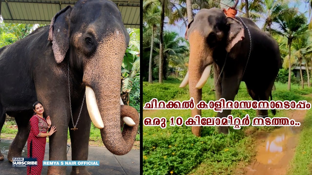 ചിറക്കൽ കാളിദാസനോടൊപ്പം ഒരു 10 കിലോമീറ്റർ നടത്തം| Chirakkal kalidasan|DAY WITH കാളി|