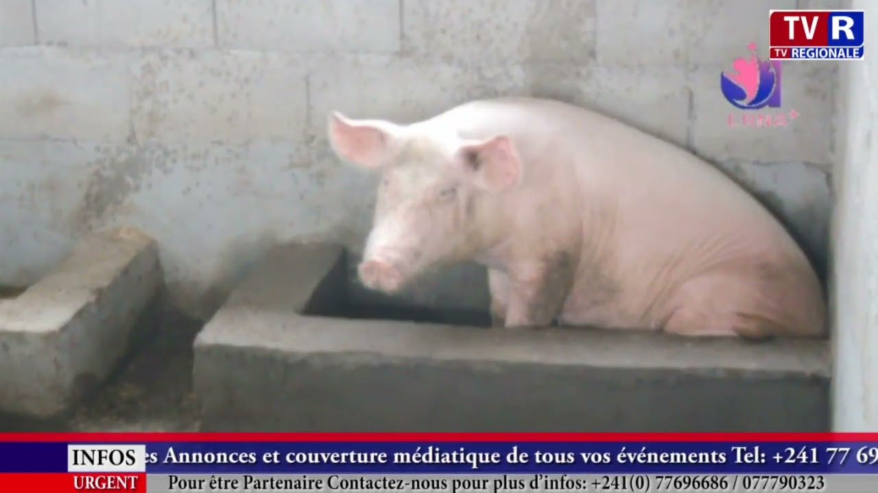La pisciculture au Cameroun : une visite à la ferme du peuple 237
