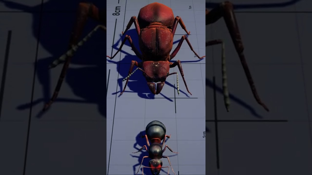 Ant Queen Size Comparison | #Shorts