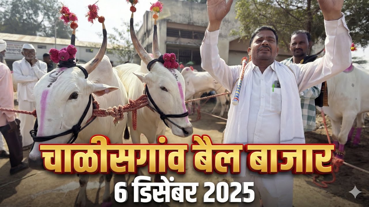 चाळीसगाव बैल बाजार live 🔴 6 डिसेंबर 2025 || अन्वर शेठ यांच्या दावणीतील लाईव्ह सौदेबाजी ✌️