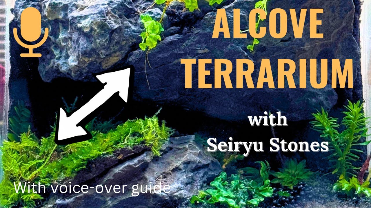 Alcove Terrarium with Seiryu Stones - with voice over guide 