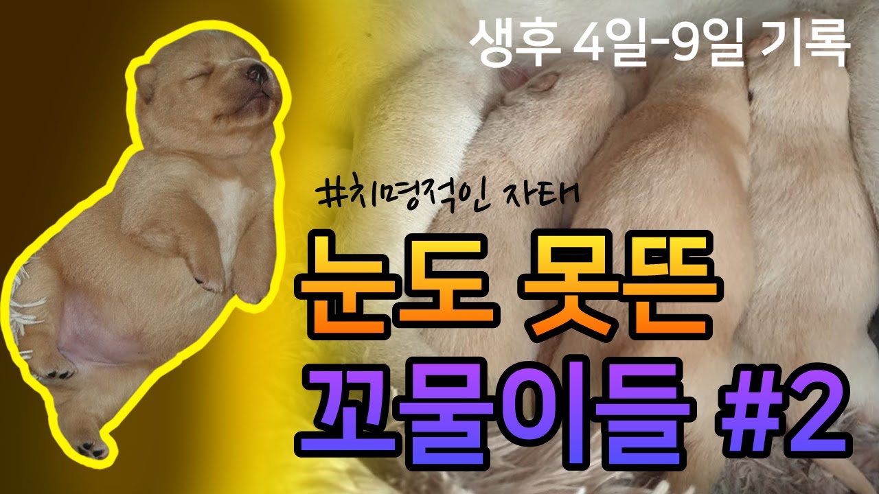 아직 눈도 못뜬 꼬물꼬물이들(4~9일차)ㅣ진돗개와 시고르자브종 사이