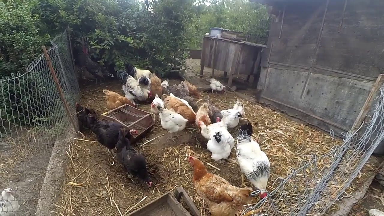 ВАЖЛИВО .!! Пшениця заражена 