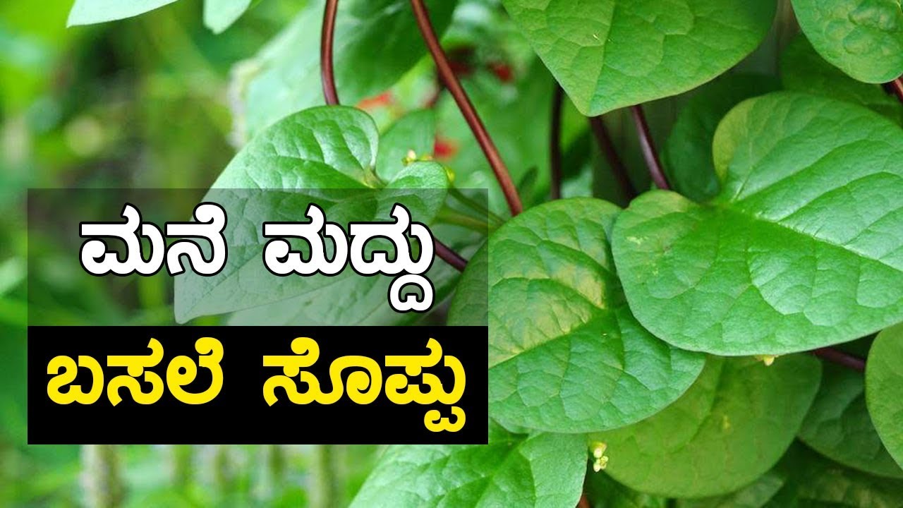 ಬಸಲೆ ಸೊಪ್ಪು _ ಇದರ ಉಪಯೋಗವೇನು?