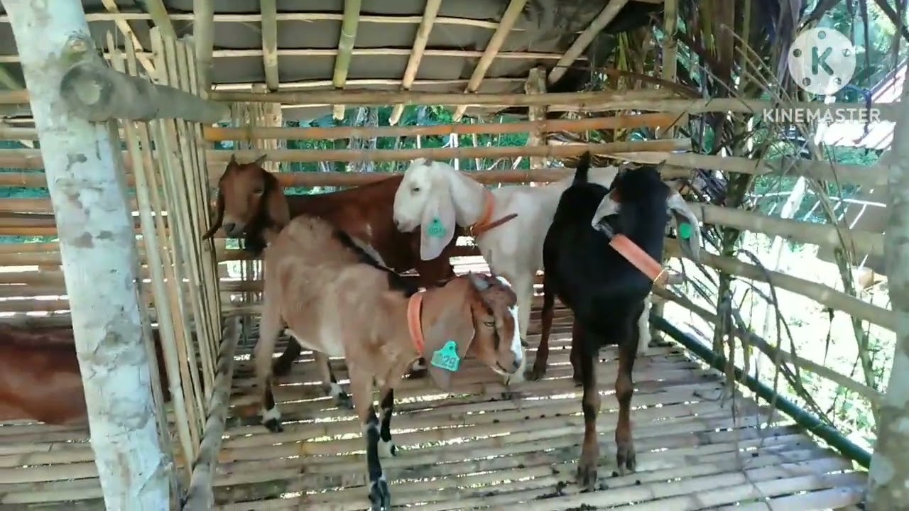 PAIWI SERYE UPDATE 10-8-24/ goat farming