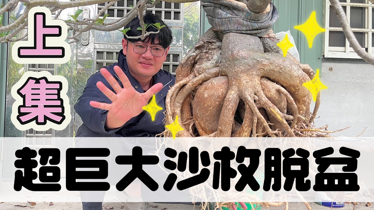 超巨大沙漠玫瑰｜該如何換盆｜想到就頭痛