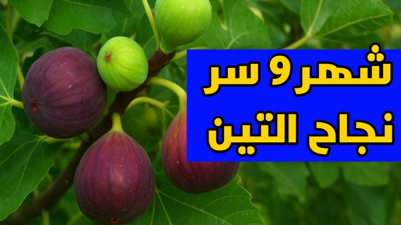 ستتفاجئ من شجرة التين في شهر 9 إذا طبقت هذه النصائح