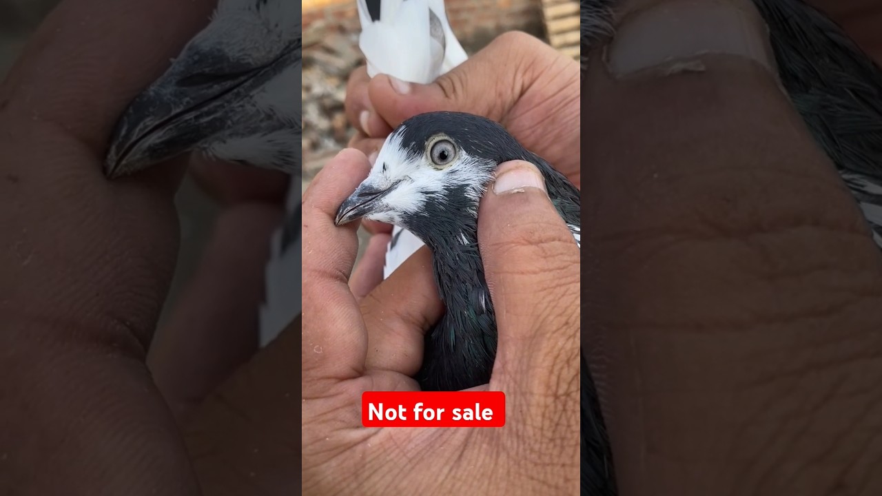 Original sialkoti ali walay pigeons/ ali walay kabootar