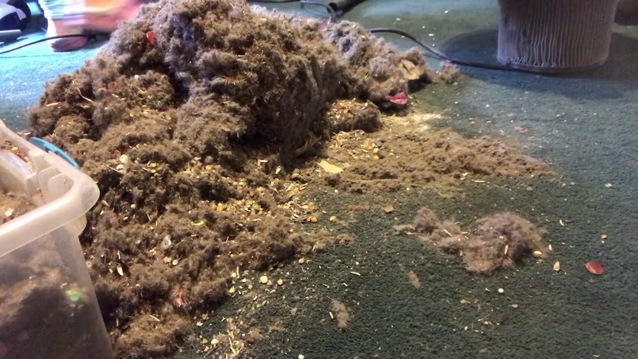 Can the 6gallon shop vac handle my dirt and fluff 🤷🏻‍♀️