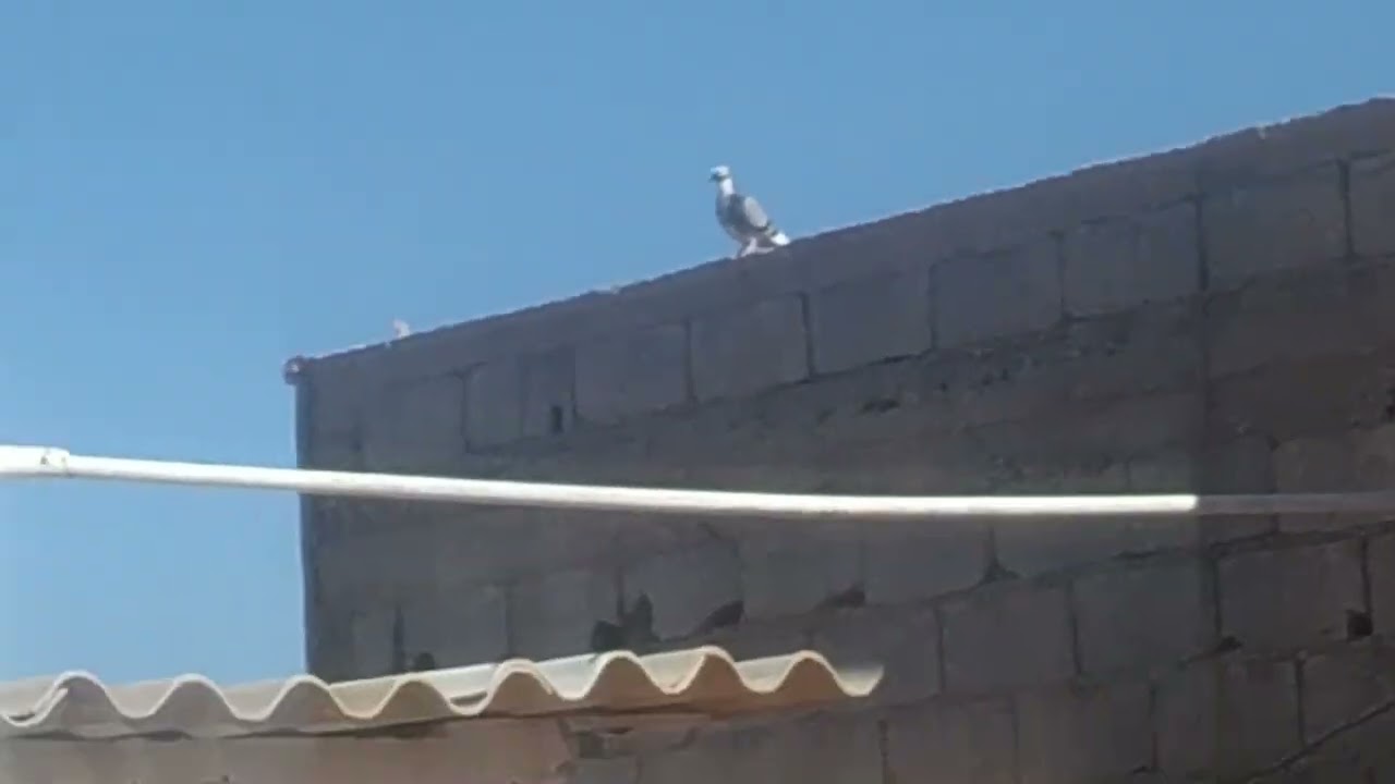 شريفة كتاب ليها عمر جديد