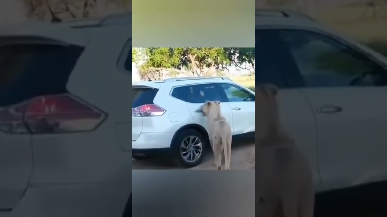 Scariest adventures in the land of Lions