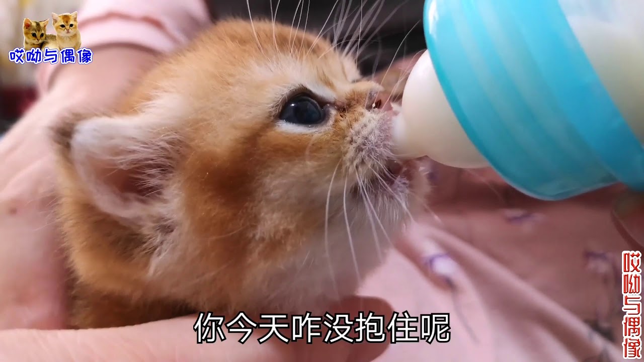 猫妈无奶不喂独苗奶猫，奶猫饿了就向主人乞要，一问一答笑点密集