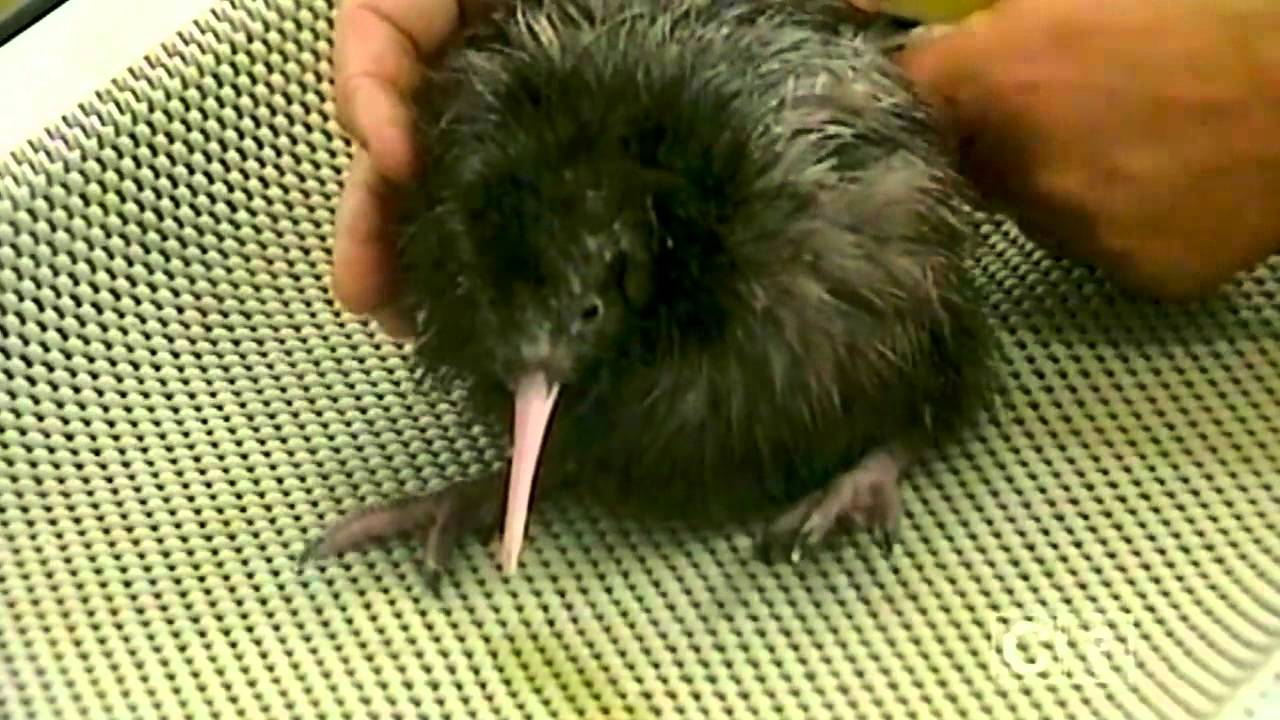 Kiwis for Kiwi