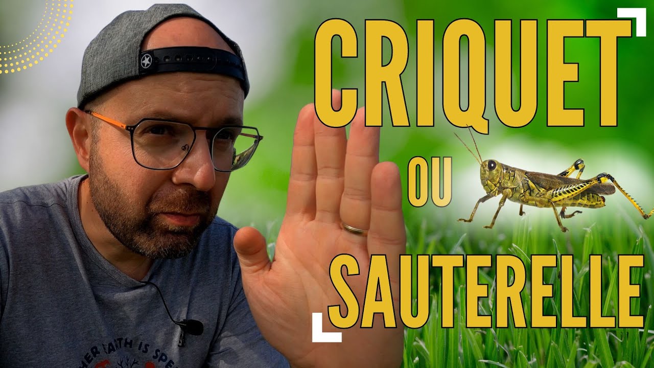 Quelles Différences entre La Sauterelle et Le Criquet? #insectes #wildlife