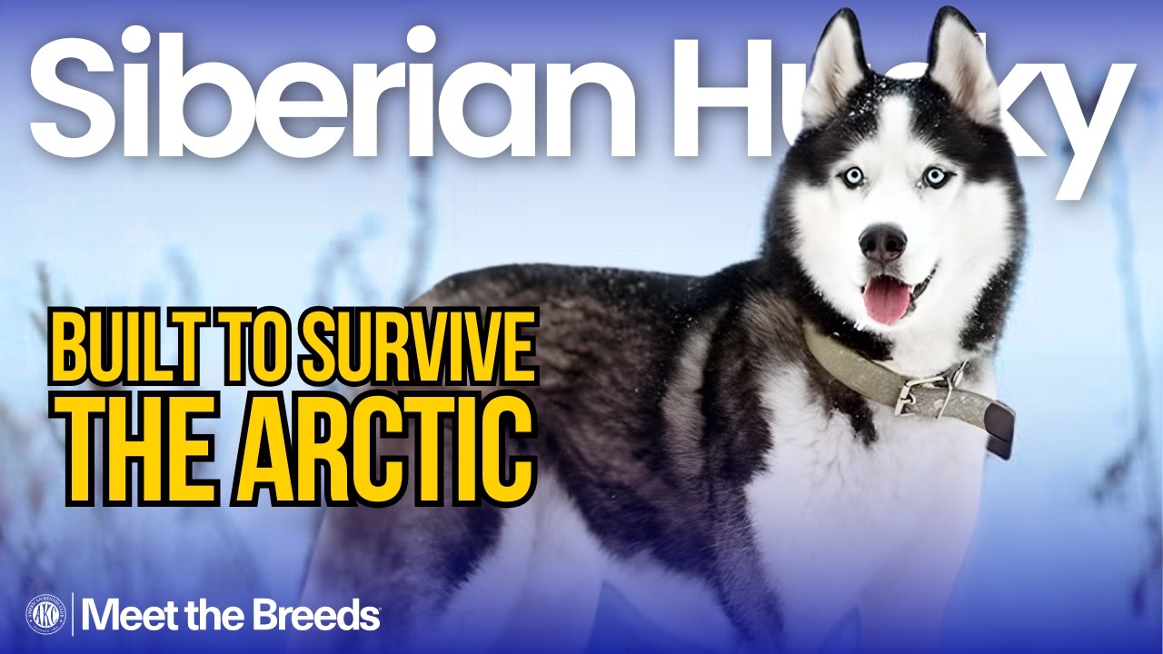 Everything You Need to Know About the Siberian Husky | AKC Meet the Breeds