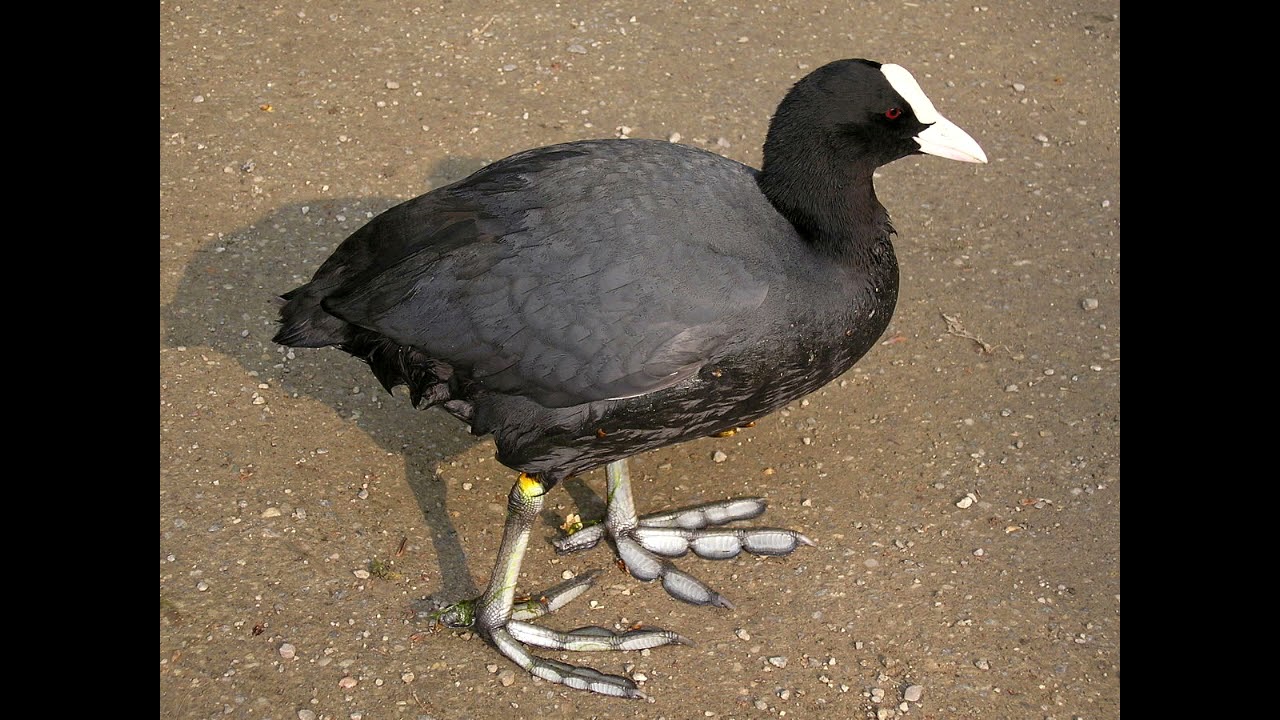 Fulica atra