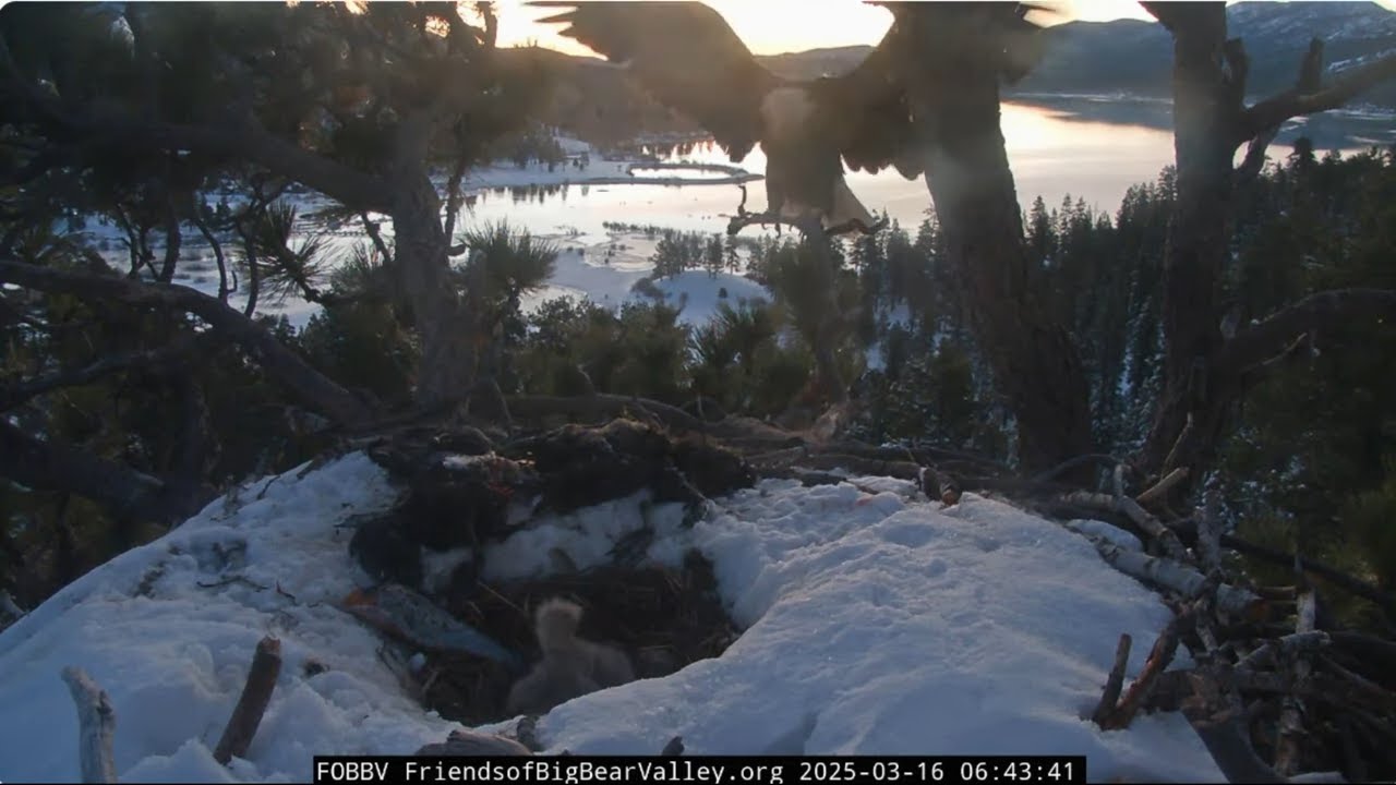 @FOBBVCAM Shadow feeds the chicks and removes the dead chick from the nest 💔💔💔 16.03.2025
