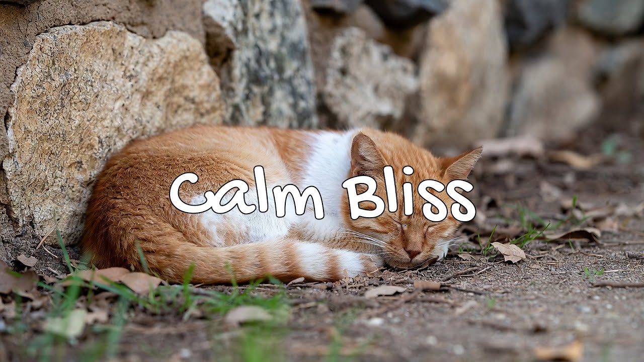 LIVE Calm Cat Nap Stream for Anxiety Relief 😌 | Season 3 | 24/7 Lofi Radio 📻