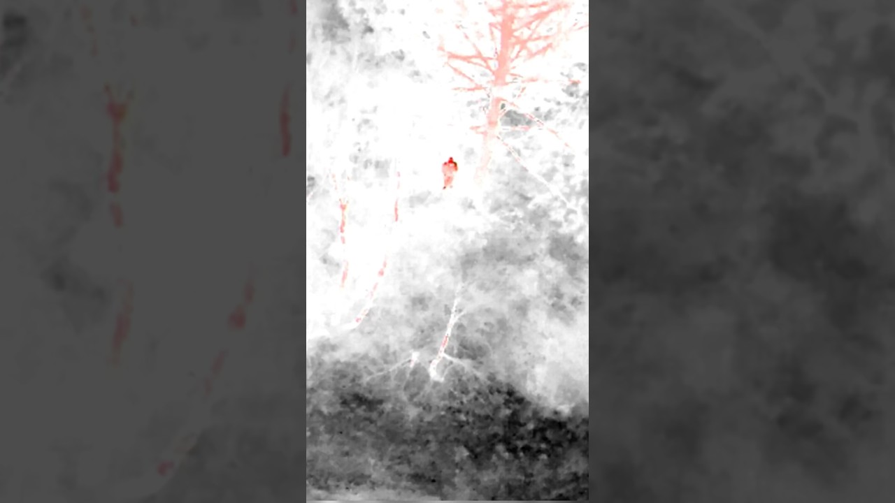 Search and Rescue - Thermal Imaging camera on the Mavic 3T Drone #dronefootage #drone #search