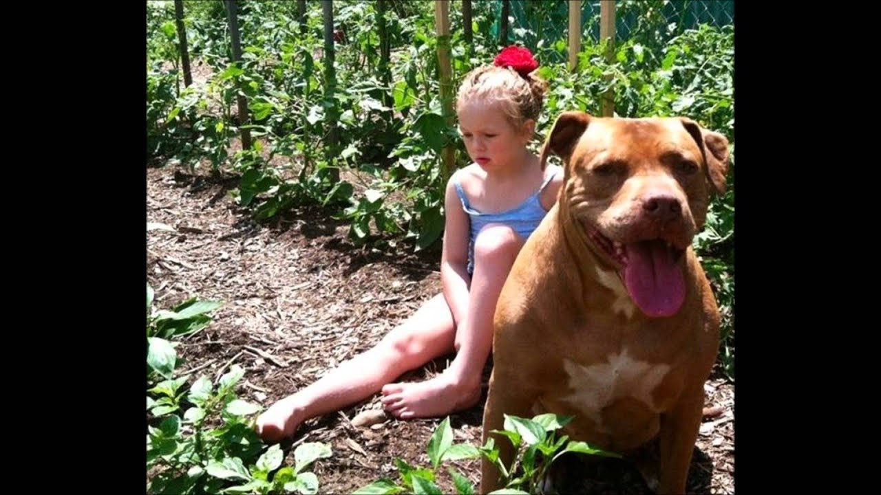 Autistic Child And Pitbull: Inseperable Best Friends: Lacy&Karma