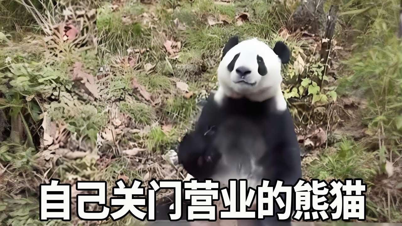 注意看！眼前这只大熊猫以为没有游客了，竟然直接关门营业了，真的好随性！