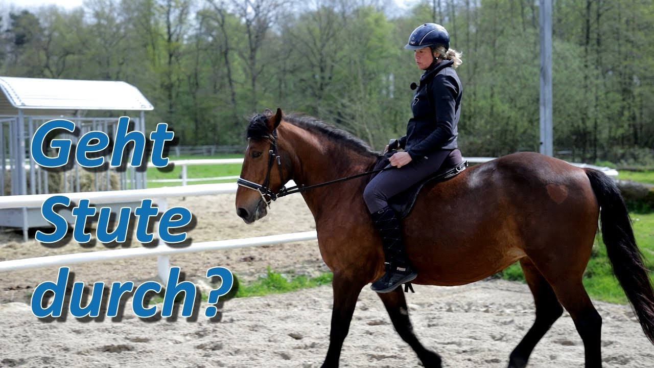 Geht Monja wirklich durch? Ariane Telgen probiert es selber - 20 j&auml;hriges Schulpferd im Check
