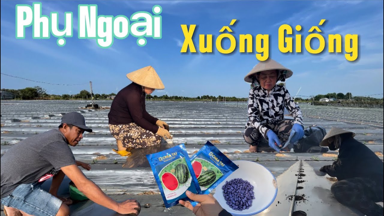 Phụ Ngoại Xuống Hạt Giống Và Chia Sẻ Mô Hình Ít Tốn Công Và Sức  / Tập 498