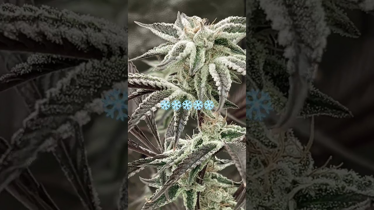 Yamagrow Winter &lsquo;24 5x5 - Skywalker OG, Fruity Pebbles OG, GDP