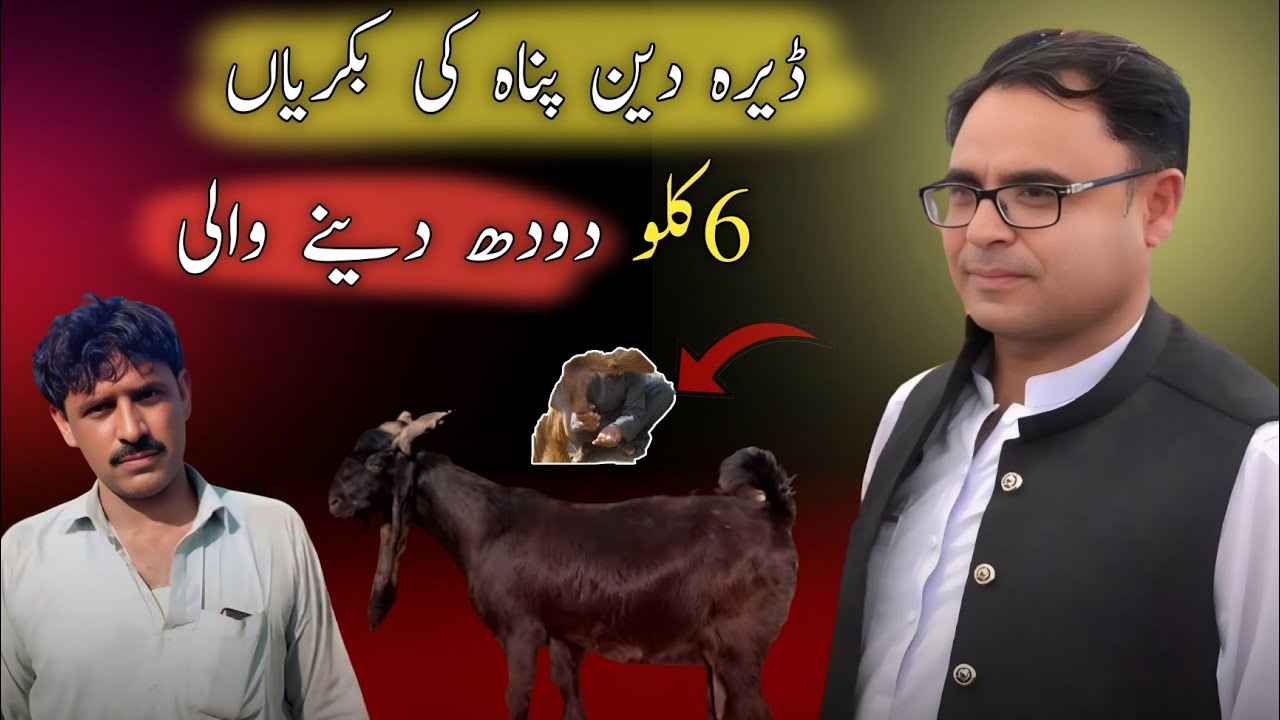 DDP Goats Milk Factory /ڈیرہ دین پناہ کی بکریاں 6کلو دودھ دینے والی 