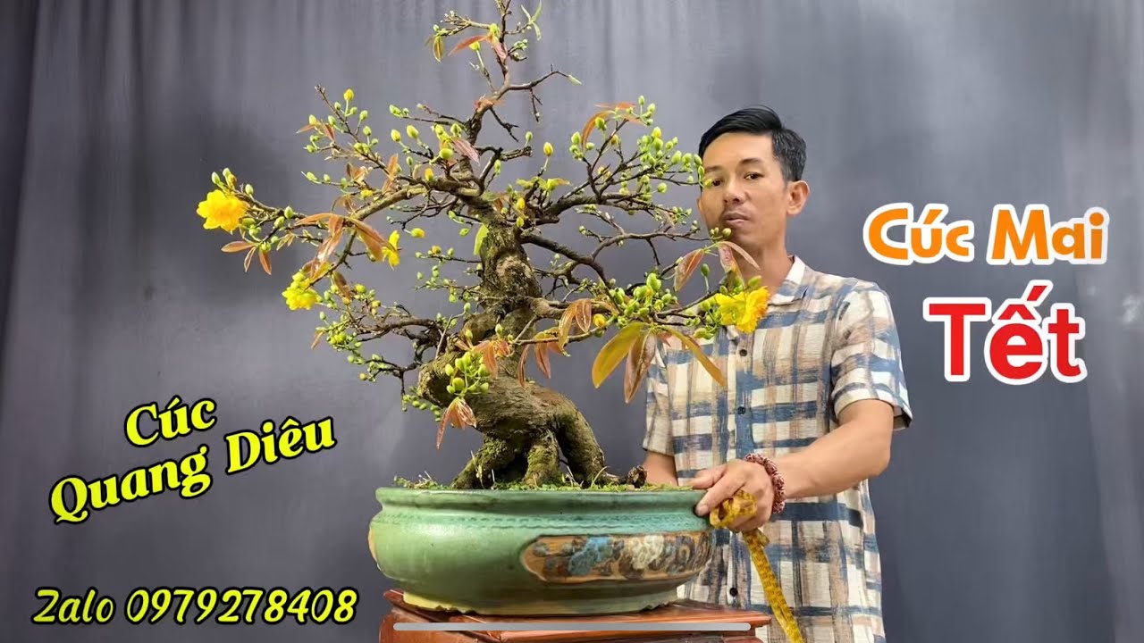 3 Tác Phẩm Mai Vàng Bình Định Phù Hợp Với Không Khí Lạnh Đang Chờ Chủ Nhân Đón Về