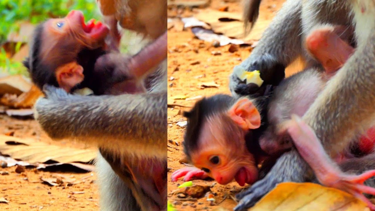 Incredible Story...! What Serious Mistake Happen Ton Newborn...? Primate Kh