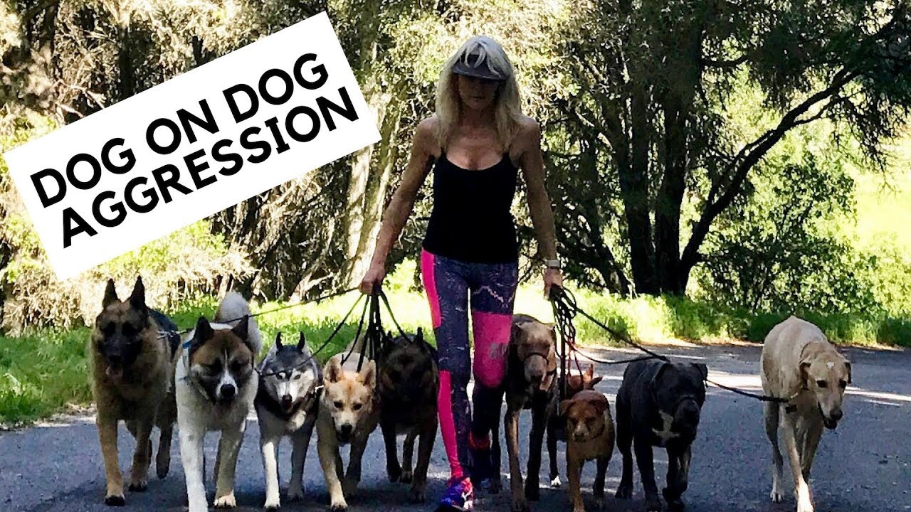 Crisis Management for Dog Aggression with your Personal Dogs