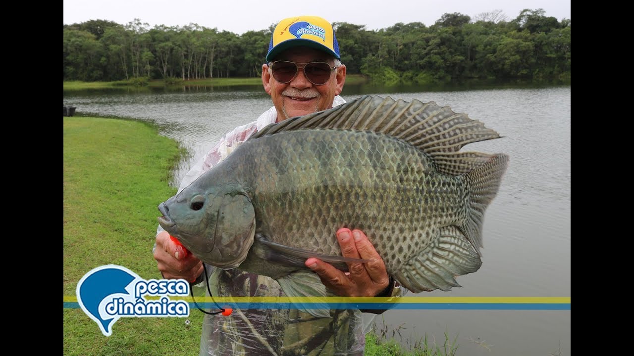 Enormes Tilápias com Fly caipira