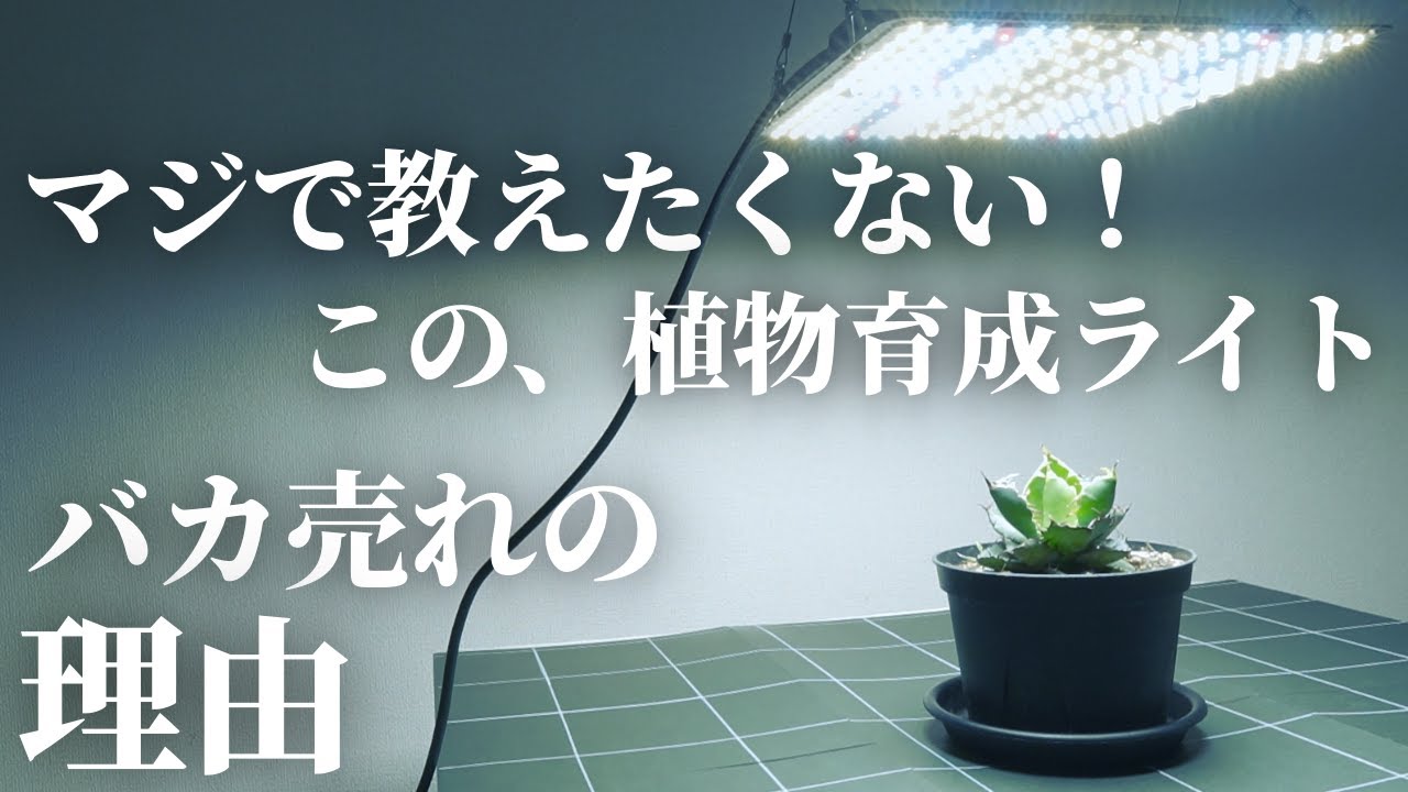 【超おすすめ】大本命！植物育成用LEDパネルライト「GL-BOARD 5000」レビュー！調光付き！LM301H！安いしコスパ良し！室内管理はこれで決まり！観葉植物｜アガベ｜塊根植物｜多肉植物｜実生苗