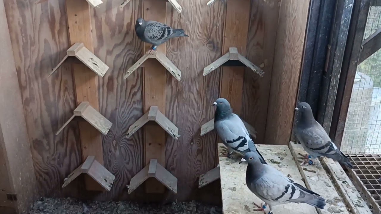 Der 5. Preisflug der Jungtauben / 5. race of the young pigeons