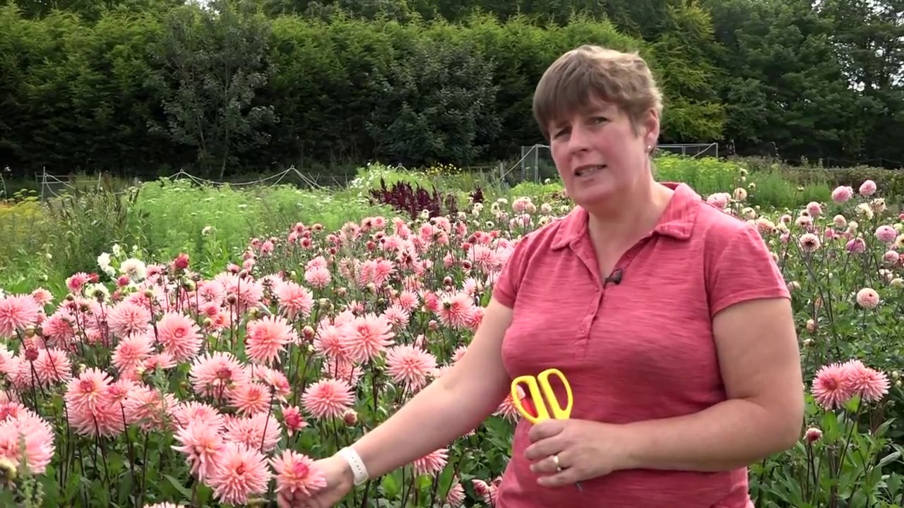 How to cut Dahlias - Plantpassion