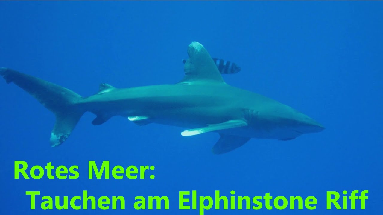 Tauchen am Elphinstone Riff, Rotes Meer, &Auml;gypten