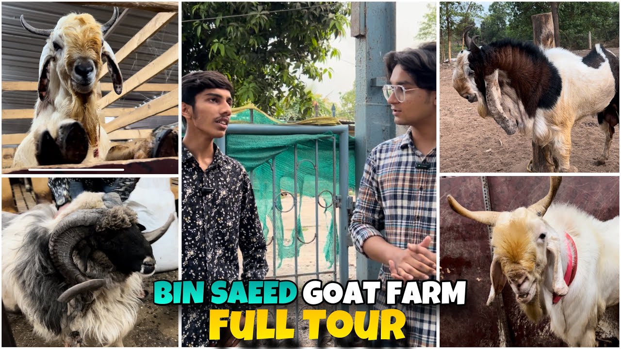 Bin Saeed Goat Farm Full Tour | Heavy Khassi and Andul collection