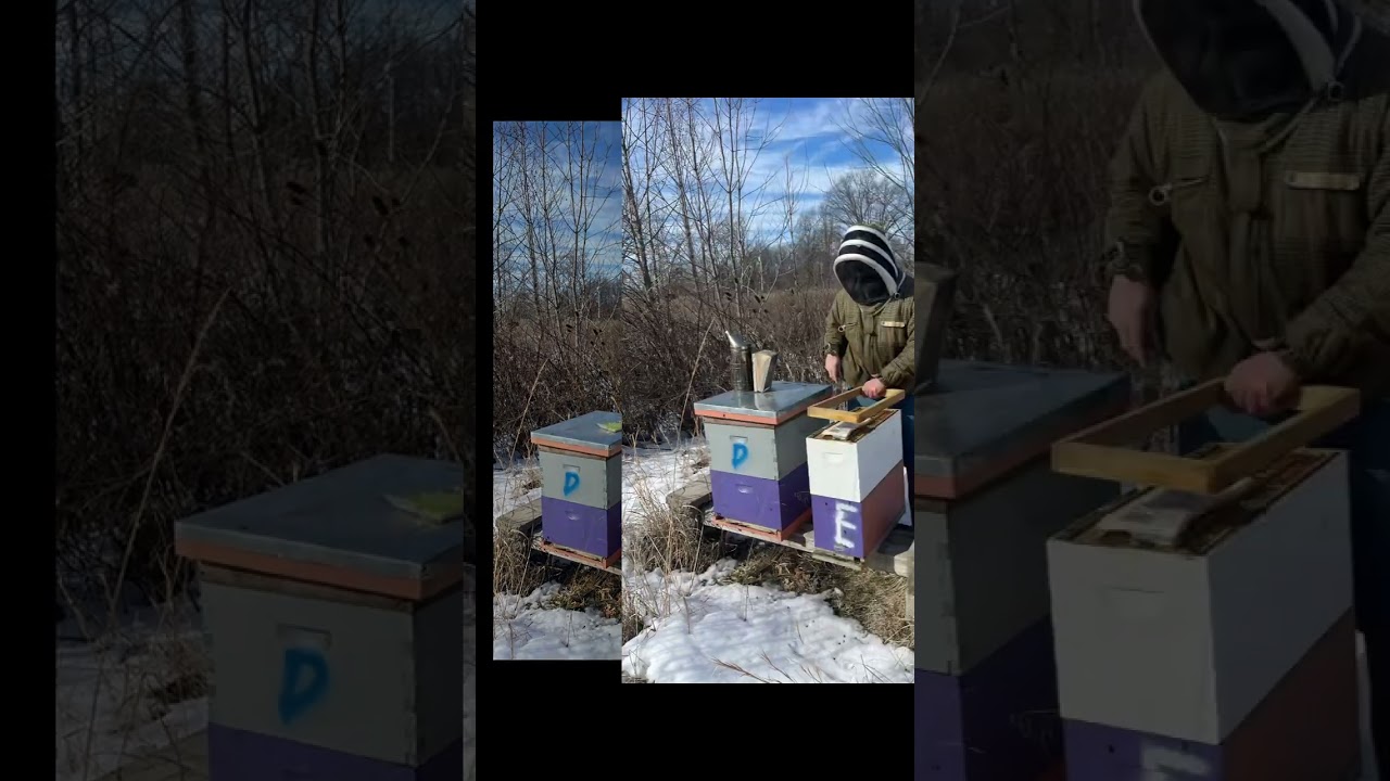 Feeding winter patties. #hivealive #winterbees #supportlocal #beekeeping