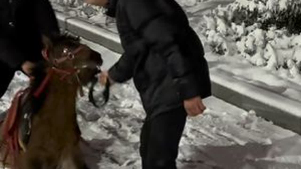 养马的刘大刚和90厘米母会装死的小矮马雪中夜骑拉游客太听话了 #小矮马 #刘大刚的养马日常 #宠物马