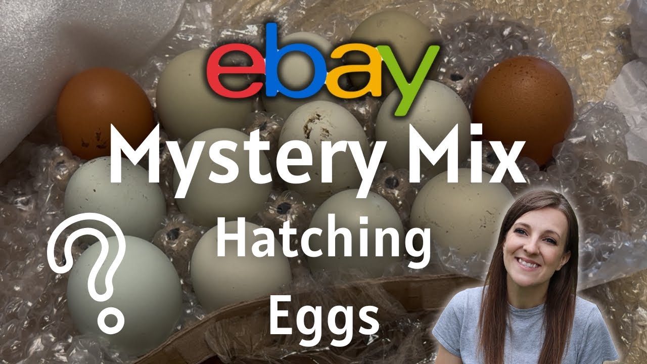 Ordering Hatching Eggs Online? Here’s What To Look For + MYSTERY Shipped Eggs Hatch!