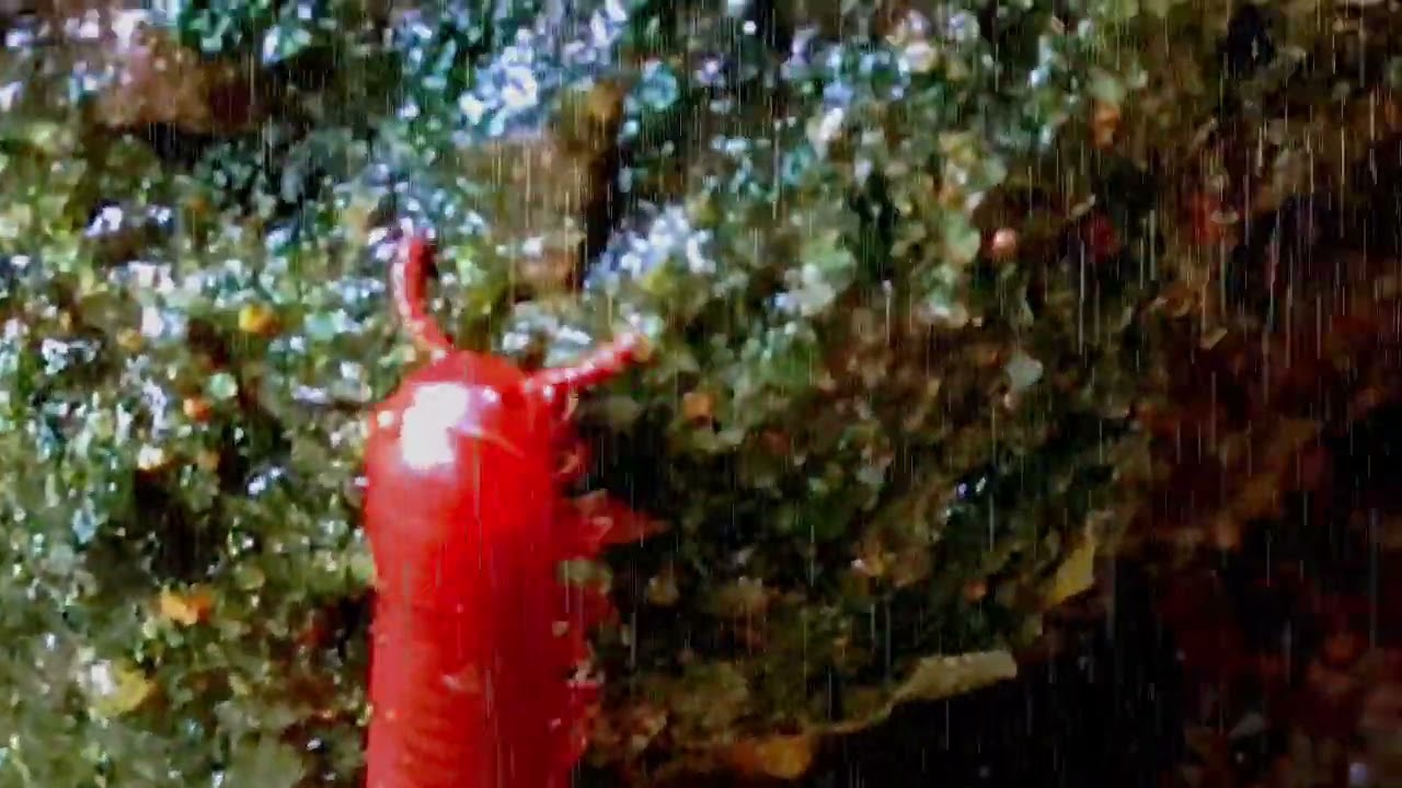 Creepy or Cool? Millipedes Emerge After Heavy Rain