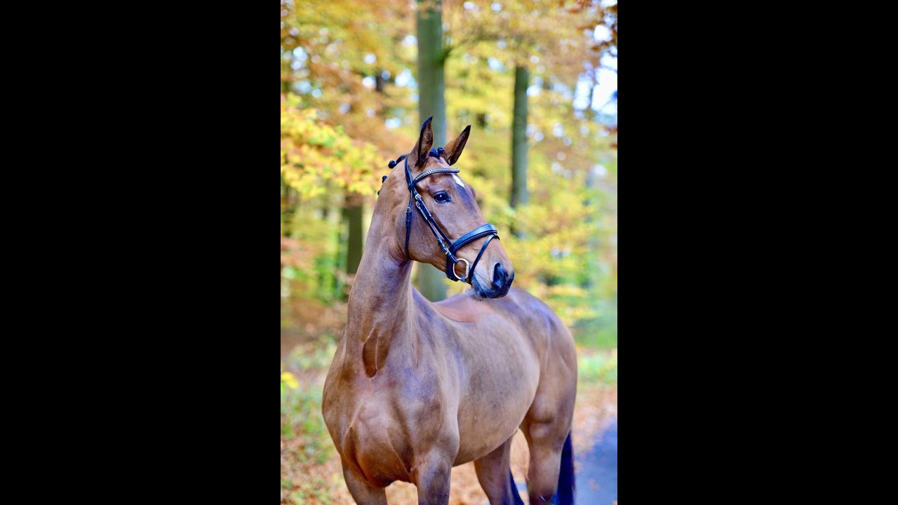 FOR SALE: VELICIA *2020 Old mare by Vitalis-Florencio I